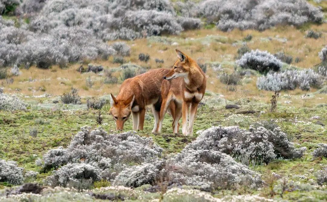 7-Day Bale Mountains National Park Itinerary